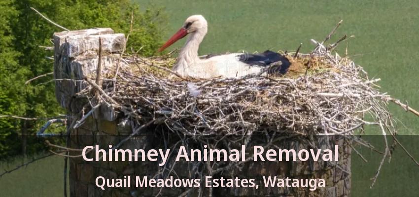 Chimney Animal Removal Quail Meadows Estates, Watauga - TX