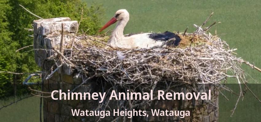 Chimney Animal Removal Watauga Heights, Watauga - TX