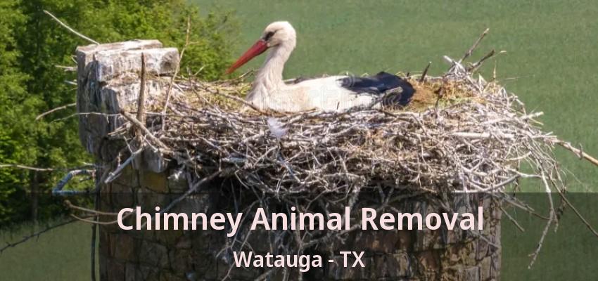 Chimney Animal Removal Watauga - TX