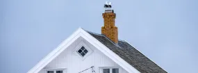 Chimney Nest Removal Foster Village, Watauga